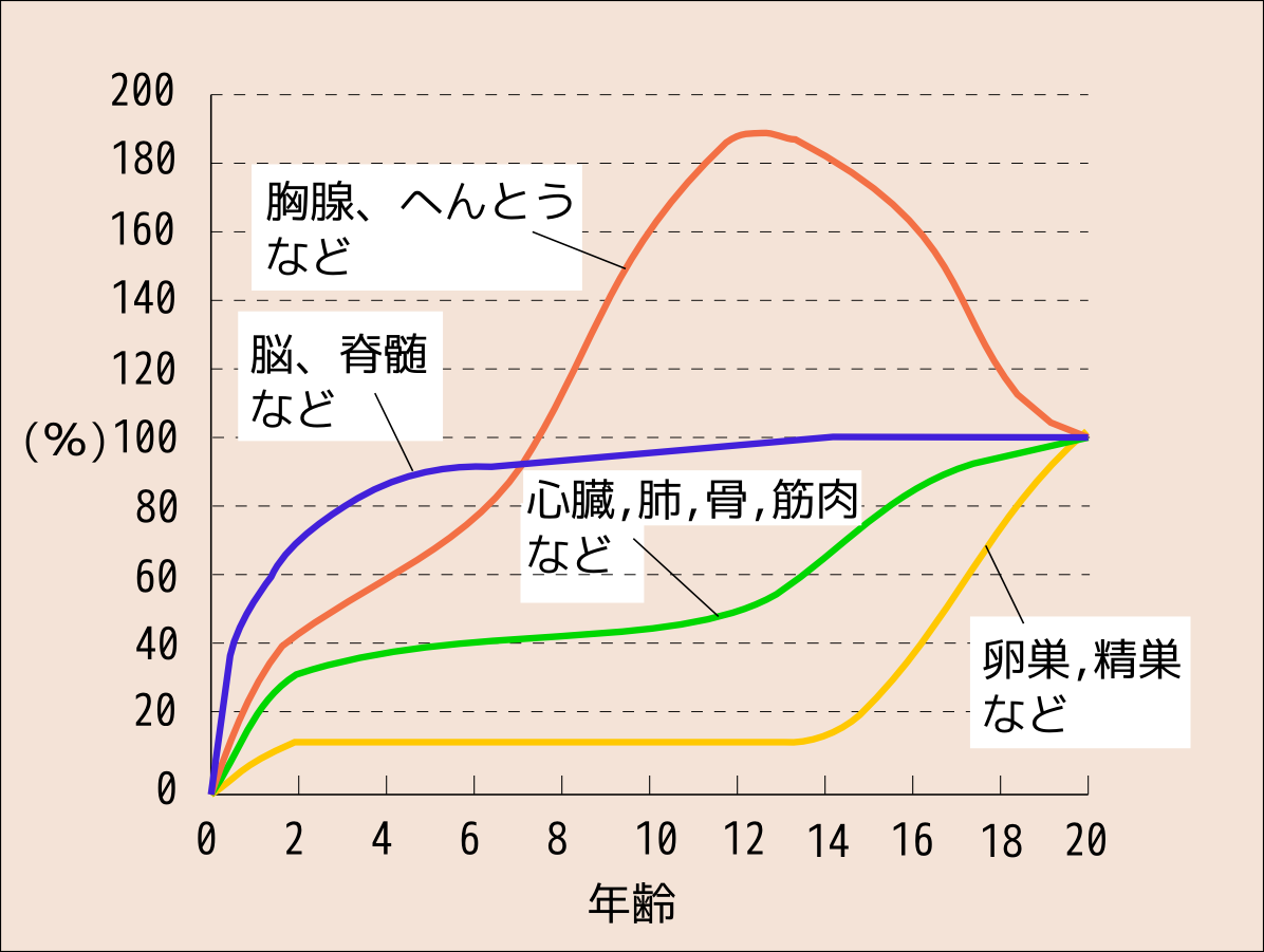 スキャモン発育発達曲線