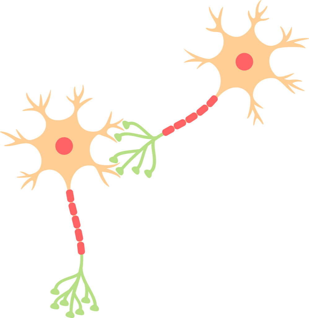 繋がったニューロン、シナプス